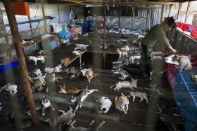 HELPING HAND: Ms Aye Aye Maw opened an animal shelter for cats and dogs near Yangon, Myanmar.