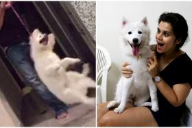 The white Japanese spitz was removed from its home after a video (left) emerged of a man swinging and spinning the dog. The spitz, named Liska, is now with new owner Ms Gourie Pandey (right). 
