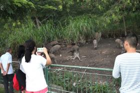 HERD: People looking at the wild boars in Pasir Ris.