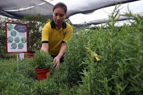 RESTOCKING: Far East Flora said it had to more than double the usual order for mosquitorepelling plants. 
