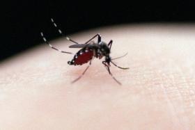 The virus that causes dengue fever and Zika is carried by the Aedes mosquito.