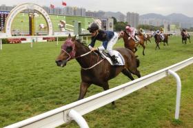 Bad Boy, part-owned by kungfu movie star Donnie Yen, is now targeted at the Group 3 Bauhinia Sprint Trophy after his impressive victory at Sha Tin on Saturday. 