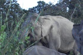 Pygmy elephants targeted by poachers for their ivory