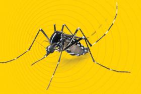 Dengue warning as Aedes mosquito numbers grow