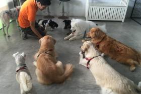 Doggy Daycare - Up For Paws. 