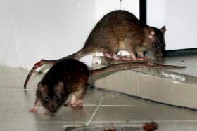 Rats back in Bukit Batok, town council hires pest control firms