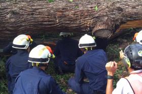 One dead, four injured, after large tree falls at Botanic Gardens