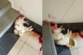 A house cat found dead at a stair landing at Bukit Batok West Avenue 7.