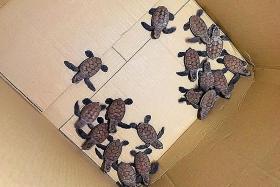 Public, NParks guide baby turtles into the sea