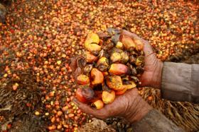 Buyers urge firms to use sustainable palm oil