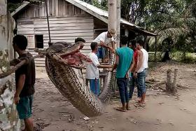 Giant python nearly severs man&#039;s arm