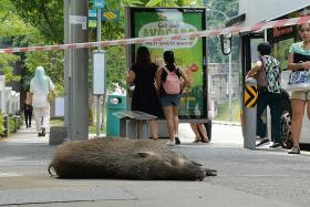 Man in hospital after wild boar attack at Bukit Gombak