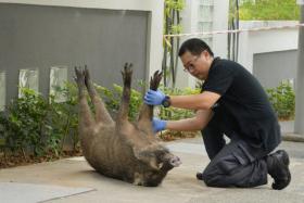 There has been a string of incidents involving wild boars recently. 