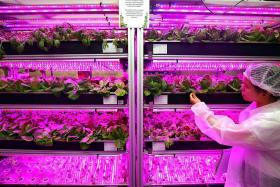 RP invests in urban farming with new diploma, lab