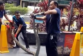 Pest control workers did not mishandle python: AVA