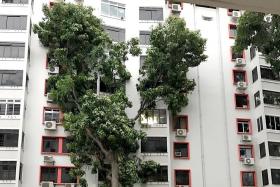 Heavy rain, strong winds cause tree to topple onto HDB block
