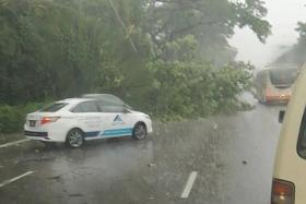 Trees fall across Singapore during heavy storm, cause traffic delays