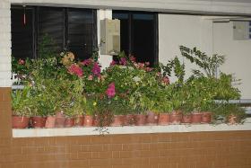 Jurong West resident takes down potted plants from corridor ledge