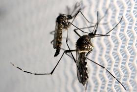 Researchers face challenges in developing a treatment for dengue.
