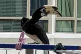 An oriental pied hornbill perched near a condominium at Tanah Merah, sighted by a contributor of the Nature Society Singapore&#039;s (NSS) Circuit Breaker Nature Sightings project.