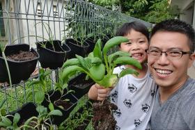 Novice gardeners sprouting around Singapore during Covid
