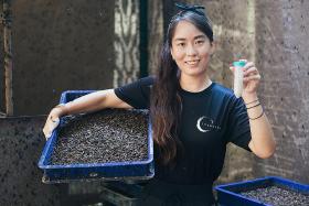Her dream to help environment takes off with insect farm