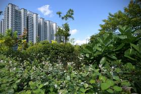 Singaporeans prioritise nature spaces, affordable housing: Poll