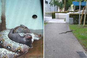 A Clementi resident witnessed a python devouring a grey cat near Block 343 Clementi Avenue 5 on Saturday (Nov 13).