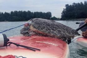 A Hawksbill sea turtle was rescued by a group of paddlers on Nov 25. 