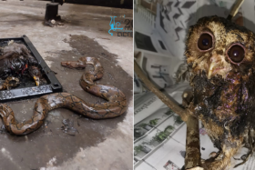 Posting photos of animals killed by glue traps, Acres urged members of the public and pest control companies to look for more humane alternatives.