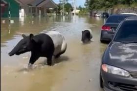 Malayan tapirs hit by the floods seen wandering in Kuantan