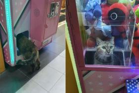 Curious cat climbs into toy claw machine in Clementi
