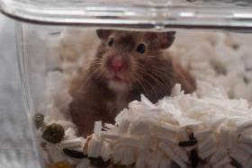 A two-year-old hamster named Ring looks on from a cage in Hong Kong.