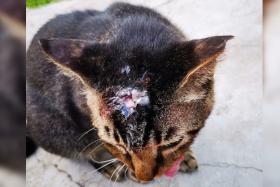 The female cat was found with a deep head wound at Block 304 Woodlands Street 31.
