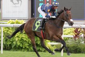 After remaining unbeaten at Kranji earlier this month, Lim’s Kosciuszko has drawn a lot of attention for this Saturday’s Class 2 event over 1,200m. 