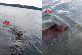Wild boar caught on video travelling between Singapore and Malaysia rather swimmingly 