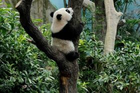 Singapore-born panda cub Le Le climbs trees, netizens gush