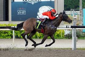 Dancing Light, an all-the-way winner first-up over the Polytrack 1,100m with jockey Manoel Nunes astride on Jan 8, is due for another victory in today’s Race 3 at Kranji.