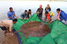 One of South-East Asia&#039;s largest and rarest species of fish, the giant freshwater stingray was 4m long and weighed 180kg. 