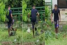 Man stomps on and kicks flock of chickens in Hougang estate