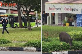 Wild boar outside pet store in Bukit Gombak shows who's the superior animal