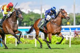 Lim’s Kosciuszko (No. 7) stands out as the highest-rated contender in Sunday afternoon’s $150,000 Group 2 Stewards’ Cup over 1,600m at Kranji. At set weights, he is carrying the same 57kg as his four-year-old rivals. ST FILE PHOTO
