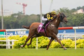 Golden Monkey, winner of the Group 3 Singapore Three-Year-Old Sprint (1,200m) and the Group 2 Singapore Three-Year-Old Classic (1,400m), is a champion in the making. His turbo-charged finish can take him to victory in Sunday’s Group 1 Lion City Cup (1,200m).