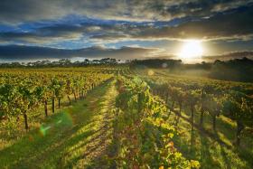 A vineyard in Australia.