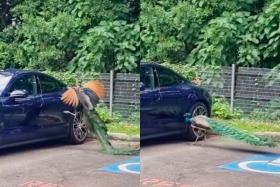 Peacock goes into fight mode against Porsche parked in Sentosa