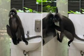 Endangered dusky langur spotted at nature reserve toilet licking its own reflection