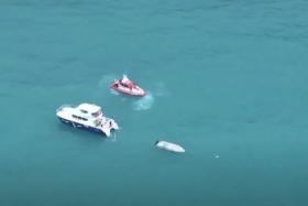 Boat may have hit whale before capsizing, killing 5 in New Zealand waters