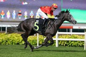 Grand Koonta was last ridden by Daniel Moor in the Group 1 Lion City Cup (1,200m) but will be reunited with Vlad Duric on Sunday. 