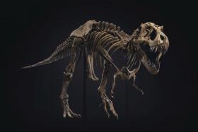 Booking slots opened on Sept 29 when Christie’s announced the public preview of the fossilised skeleton.  