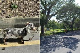 Rescuers search for dachshund suspected to be abandoned in Ang Mo Kio, offering $500 reward
